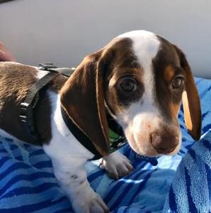 Meet your Posher, Becky